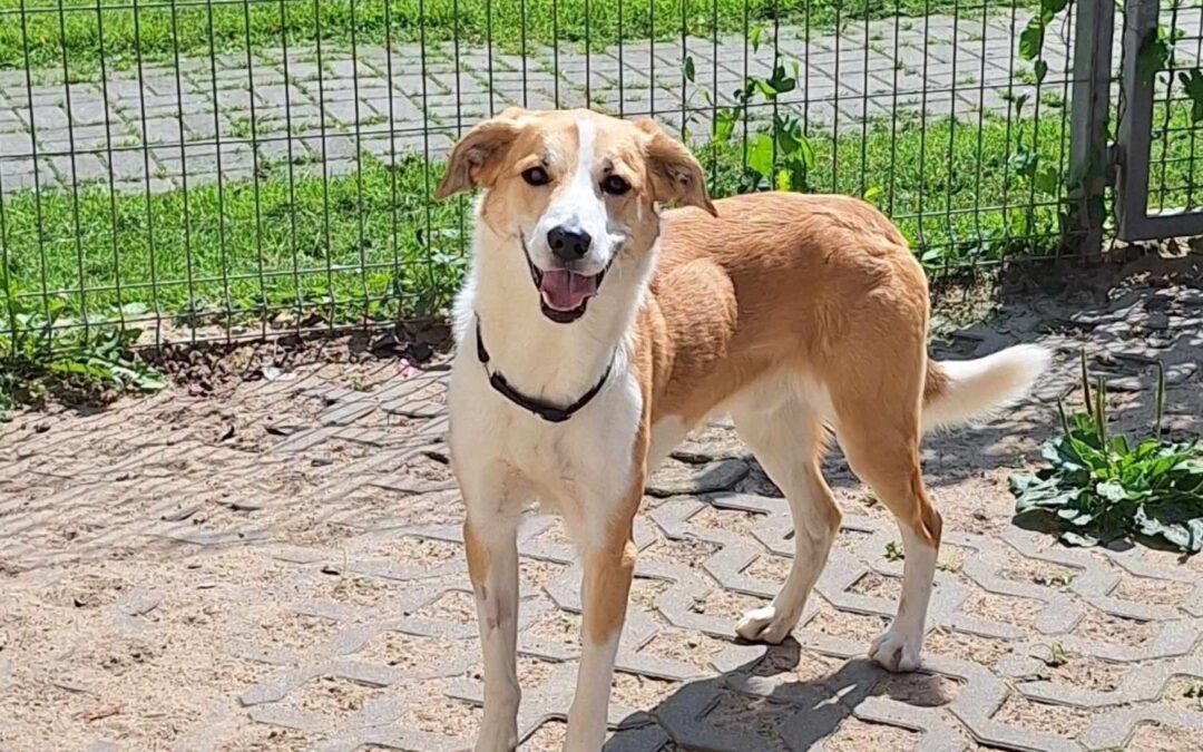 Tobiś 9523 do adopcji