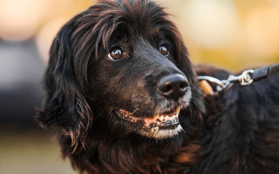 Korek 8162 w DT do adopcji