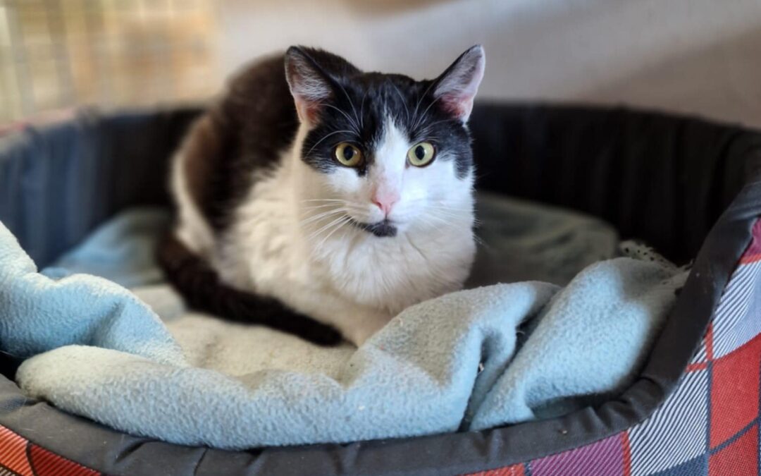 6577 Bartek do adopcji