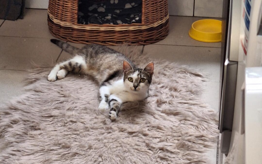 6576 Brysia do adopcji