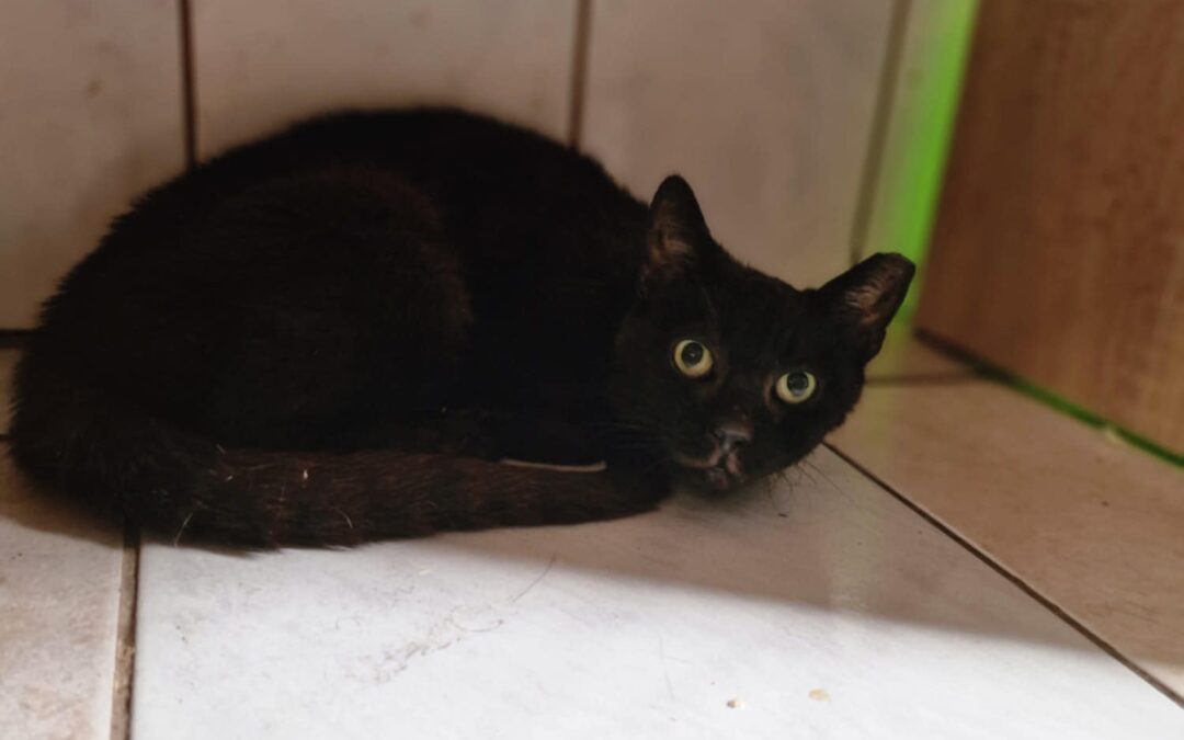 6423 Brownie do adopcji
