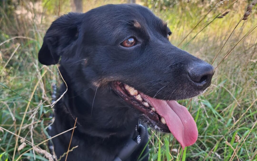Tyson 9549 do adopcji