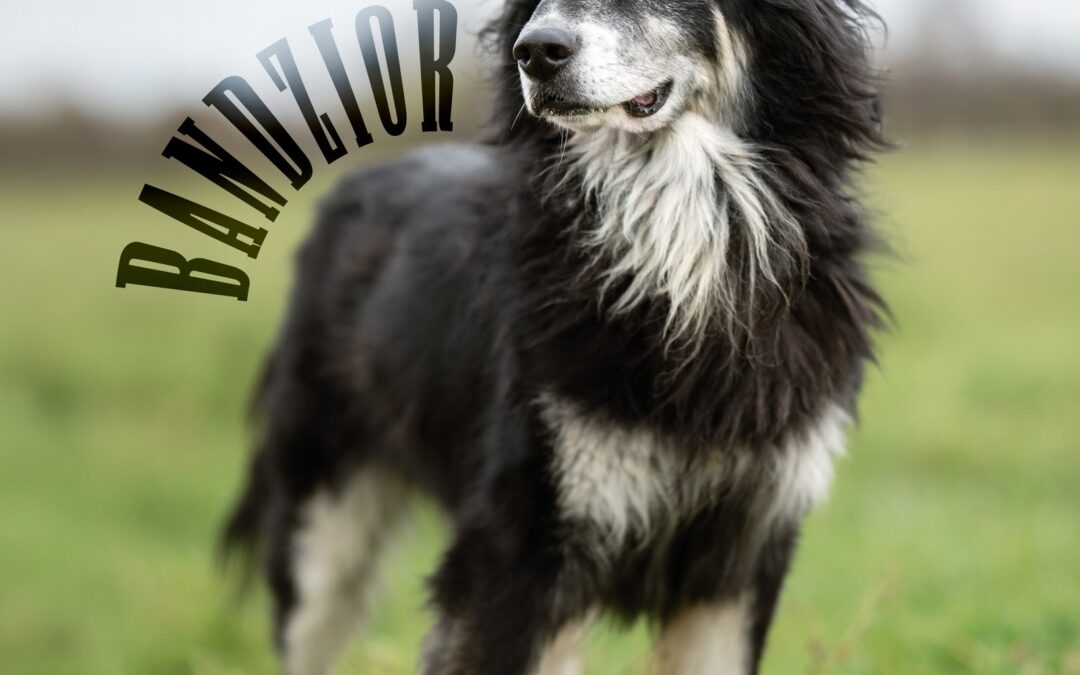 Bandzior 9551 w trakcie adopcji