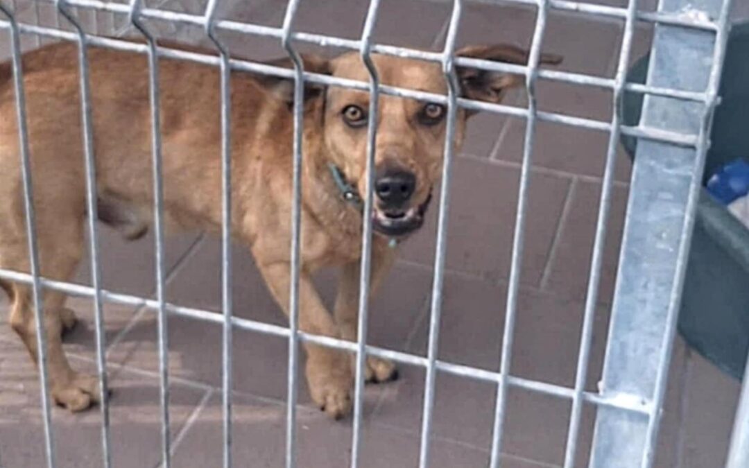 Rudy 9554 do adopcji