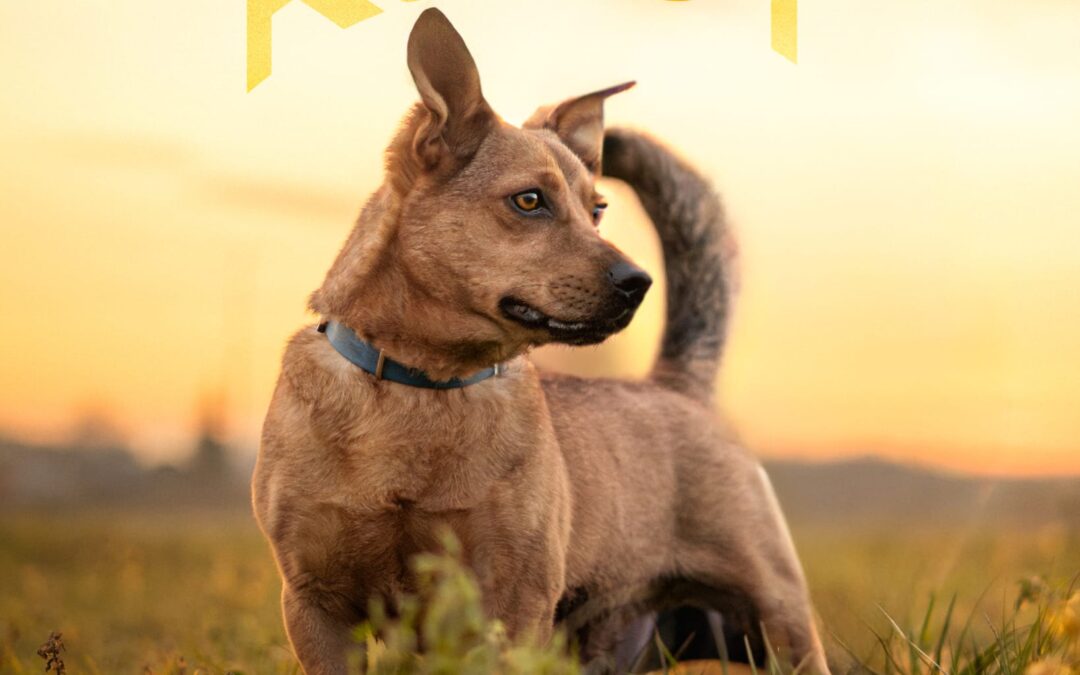 Rudy 9554 do adopcji