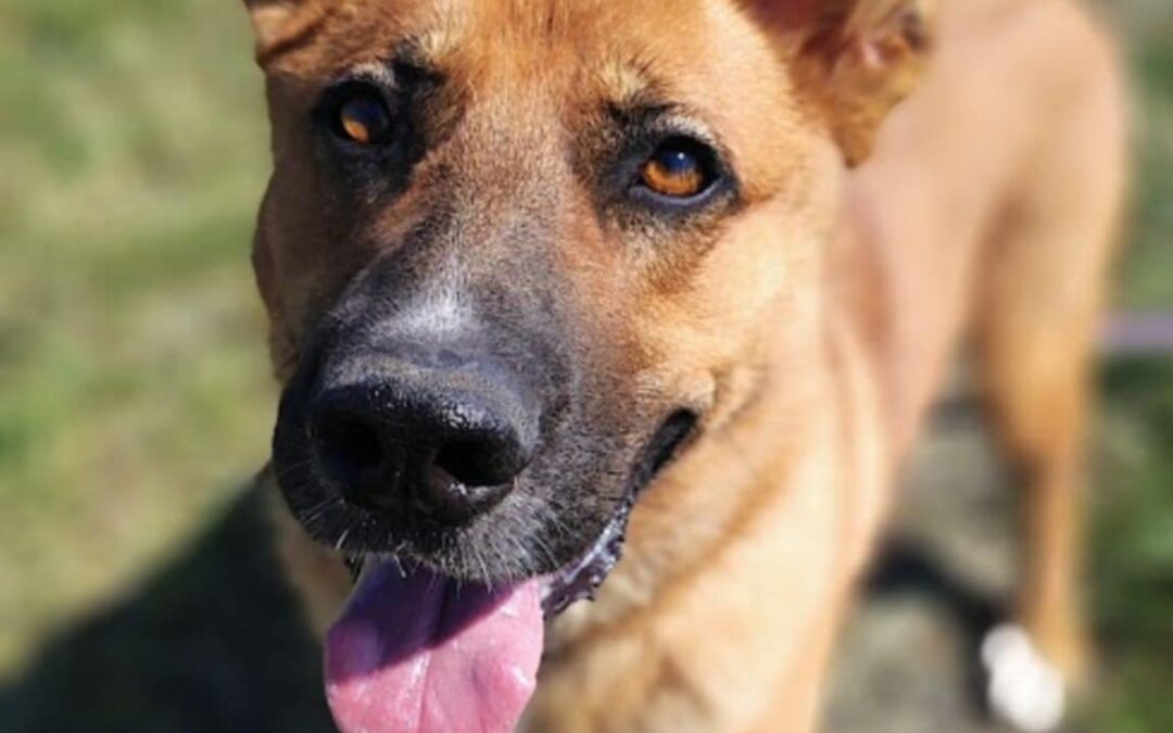 Stich 9517 w trakcie adopcji
