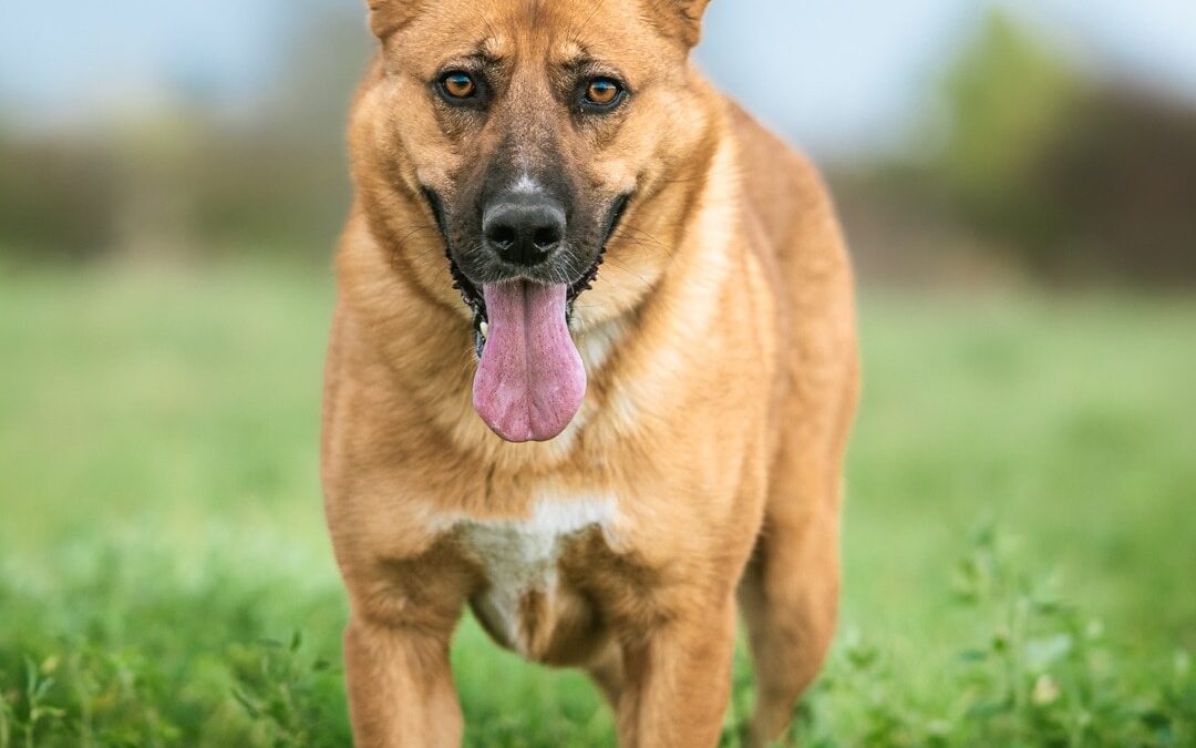 Stich 9517 w trakcie adopcji