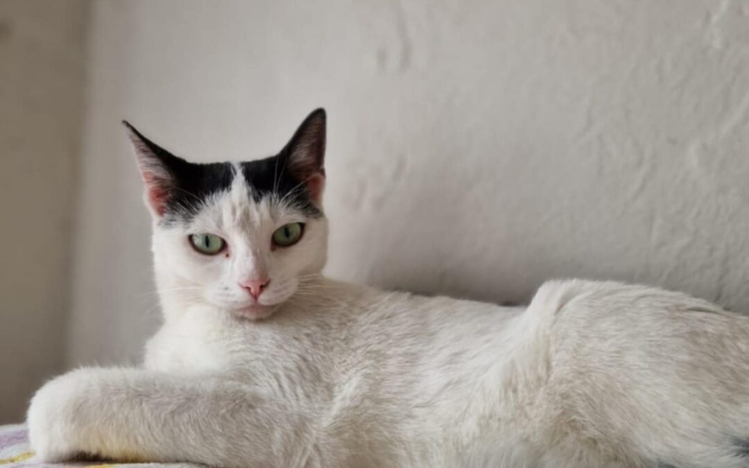 6770 Oreo do adopcji