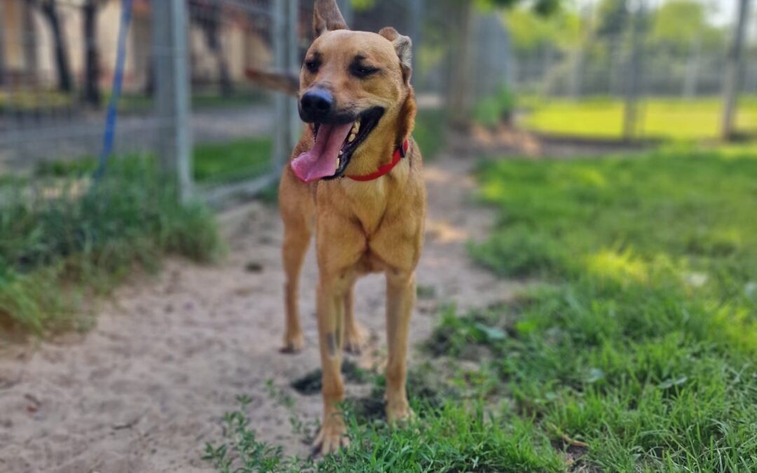 Karmel 9558 do adopcji