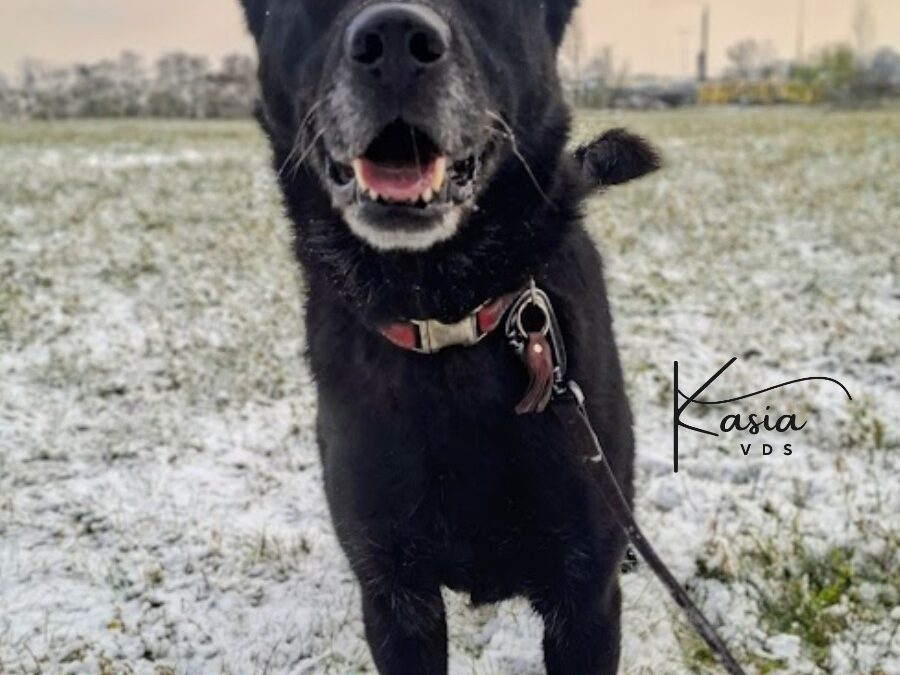 Fuks 9560 do adopcji