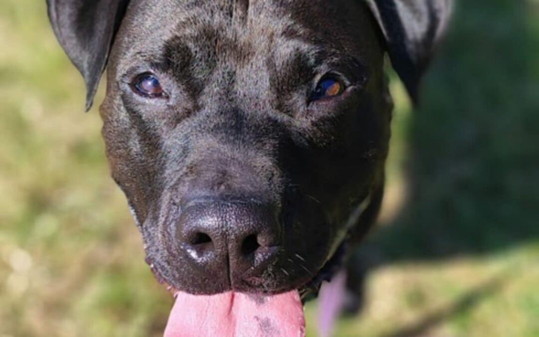 Samer 9465  w trakcie adopcji