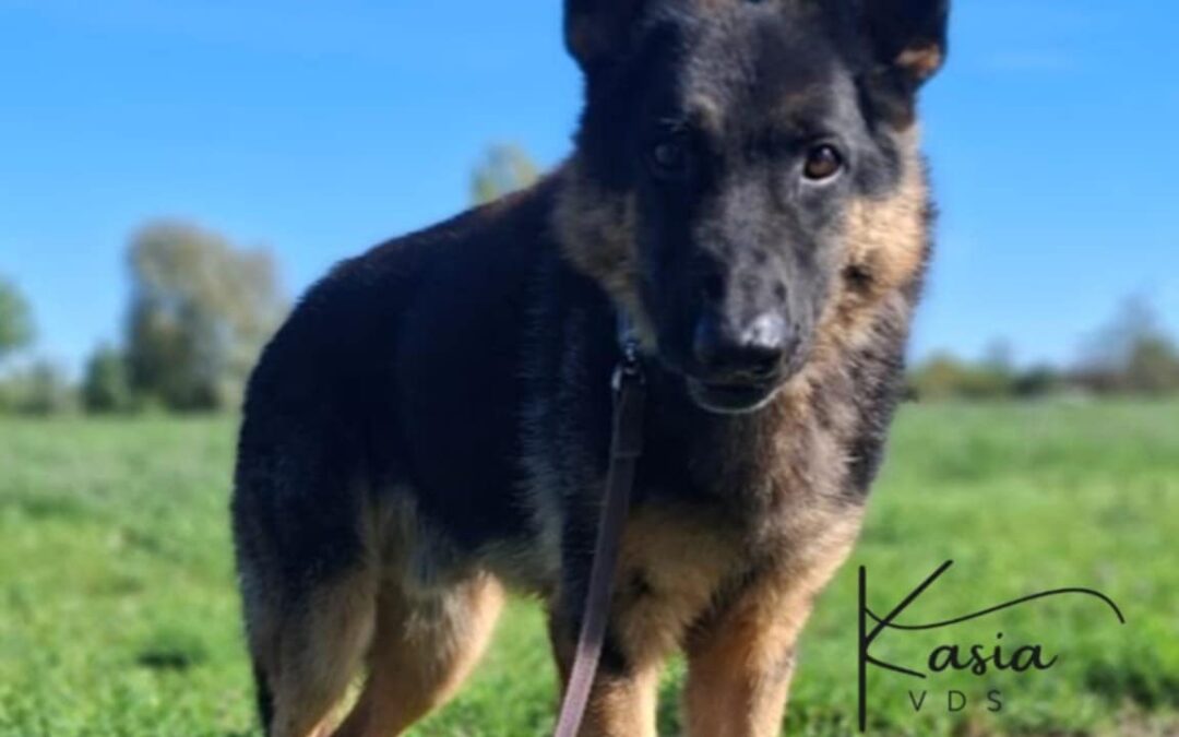Dingo 9616 do adopcji