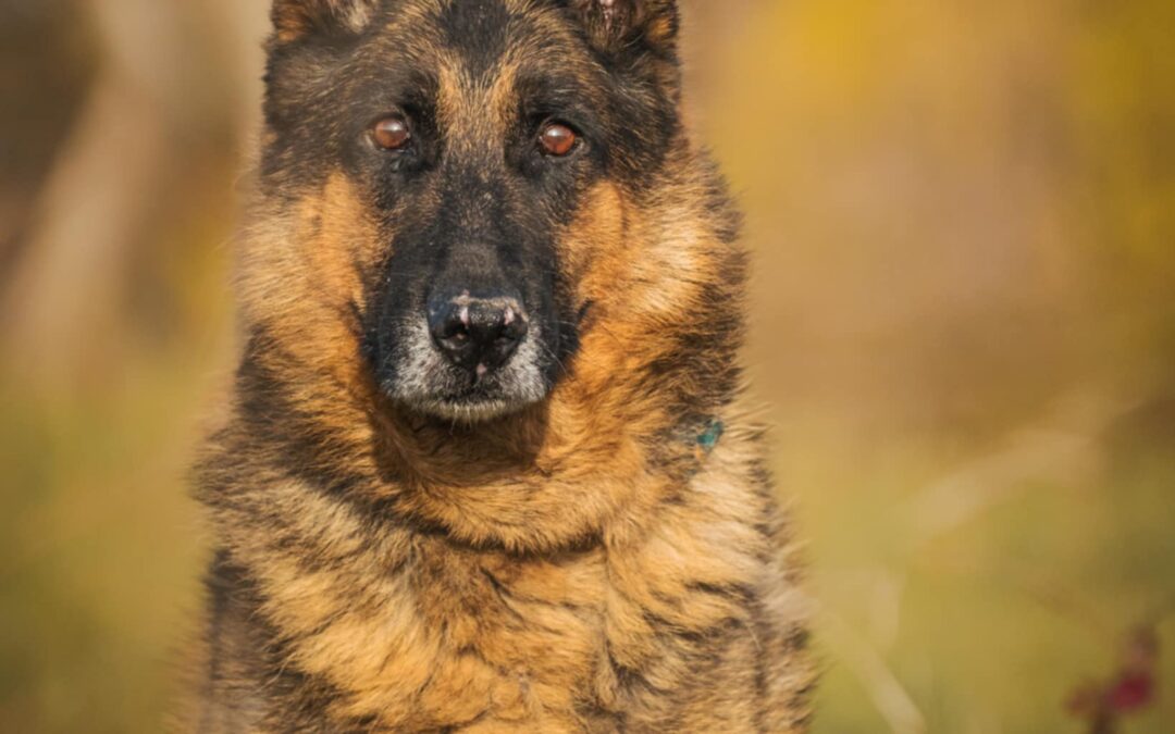 Walenty 9615 do adopcji