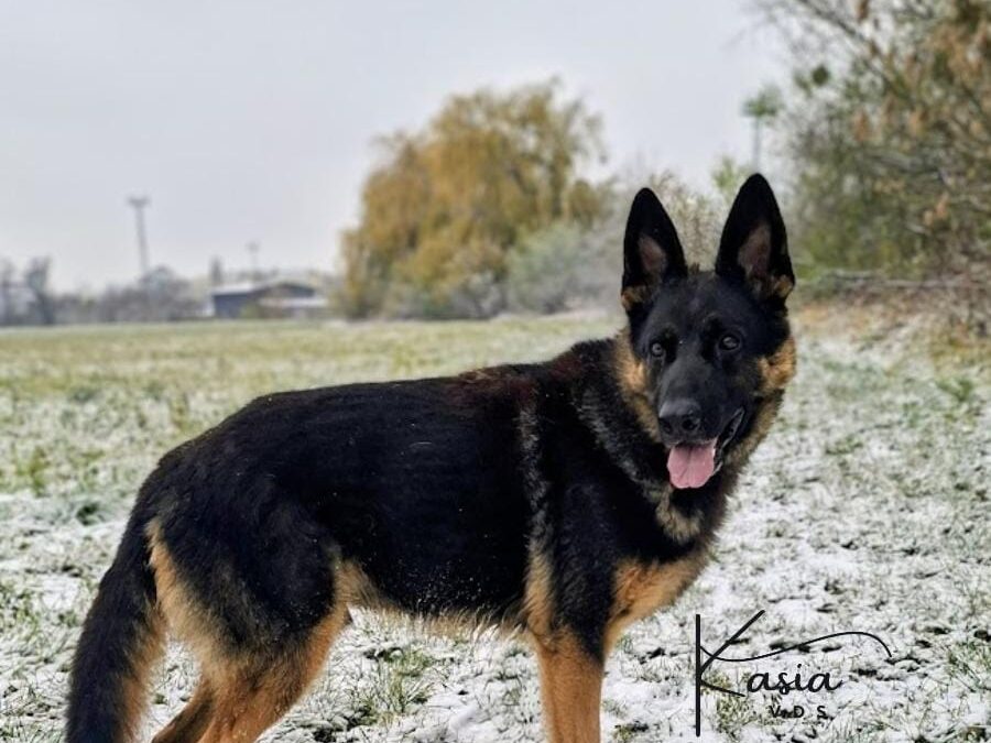 Dingo 9616 do adopcji