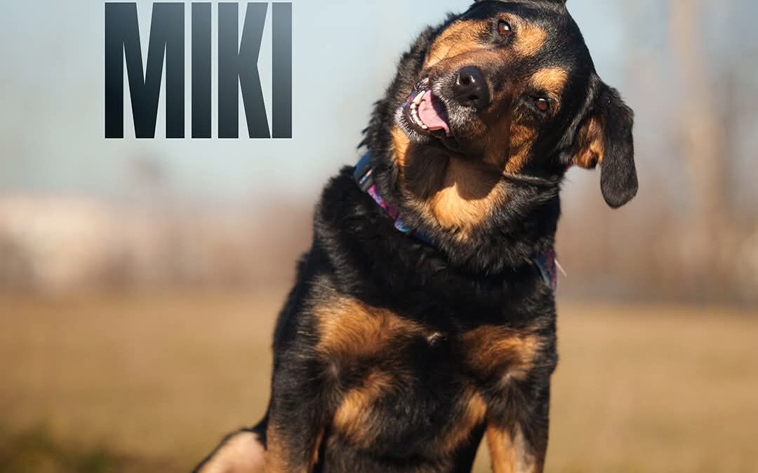 Miki 9557 do adopcji