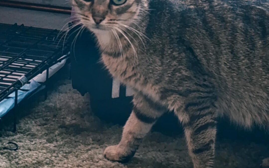 6650 Greta do adopcji