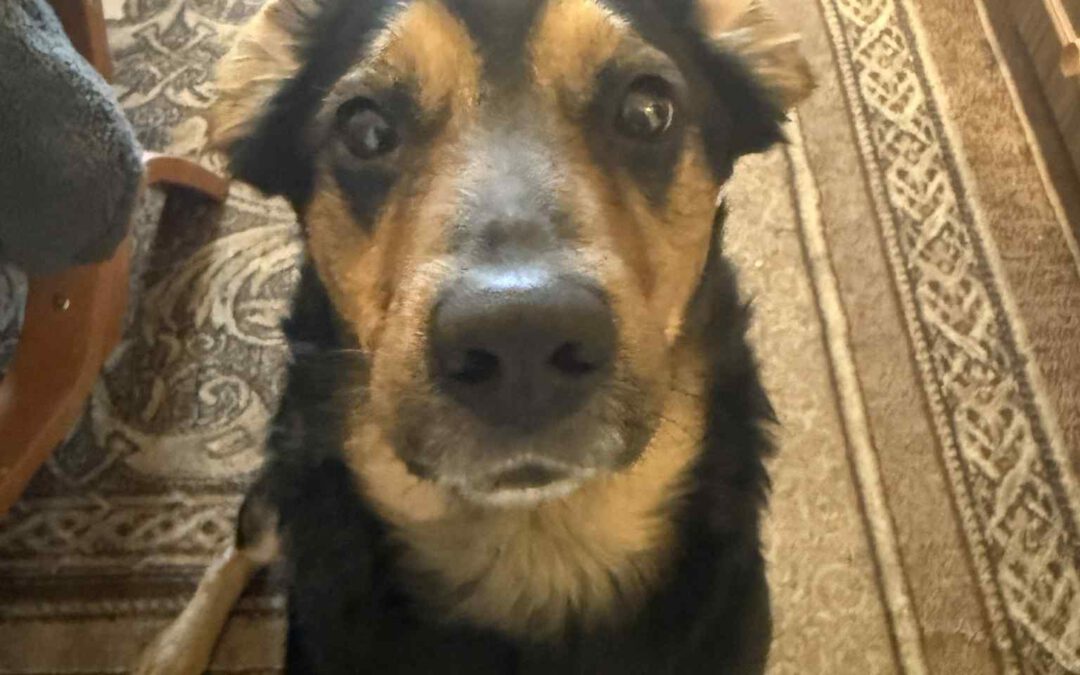 Miki 9557 w trakcie adopcji