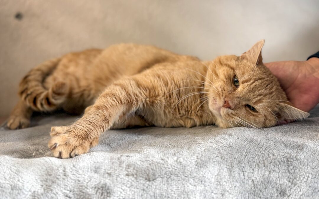 6844 Rudolf w trakcie adopcji