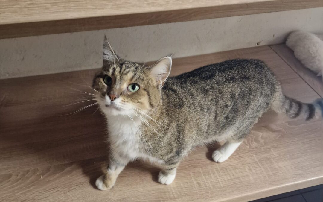 6908 Fabienne w trakcie adopcji