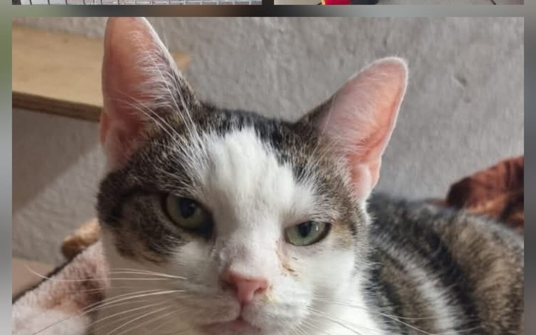 Wystrzałowa zrzutka