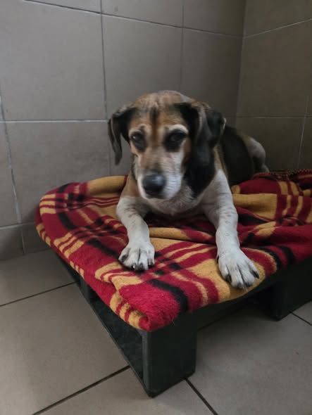 Cola 9668 w trakcie adopcji