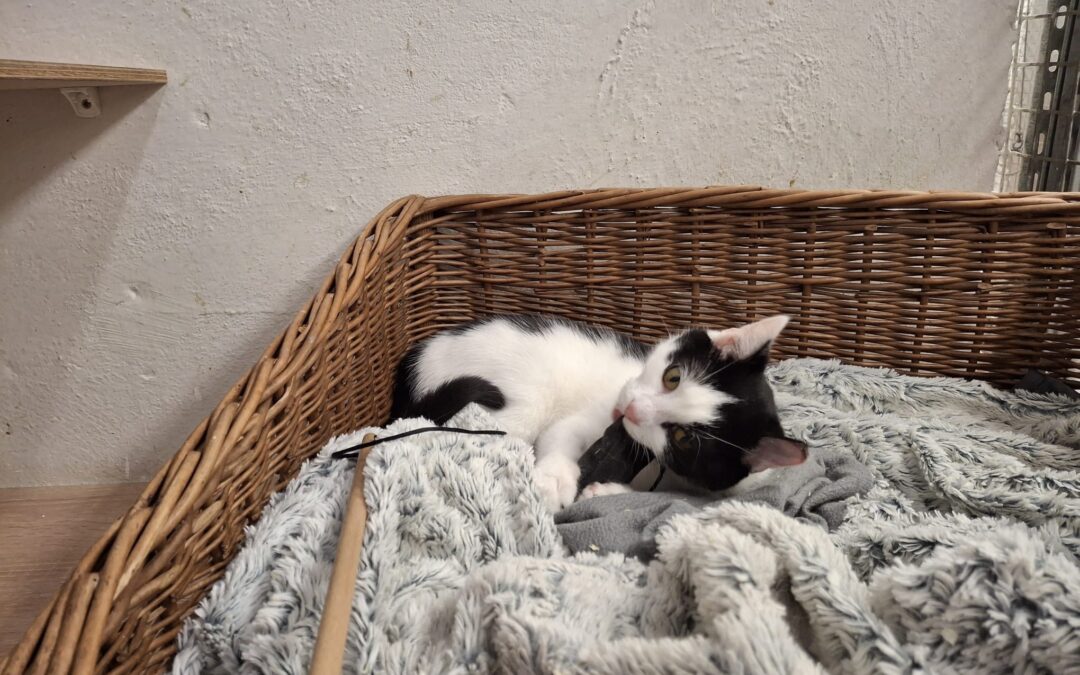 6751 Delicja do adopcji