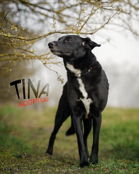 Tina 9661 do adopcji