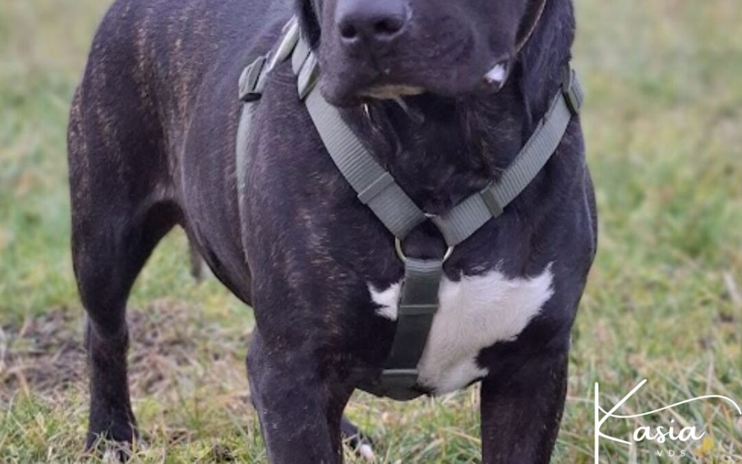 Wigor 9154 do adopcji