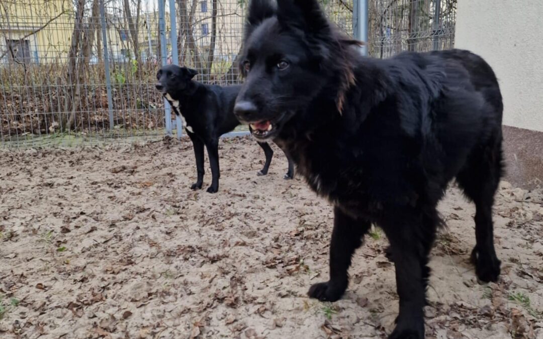 Era 9660 i Tina 9661 w trakcie adopcji