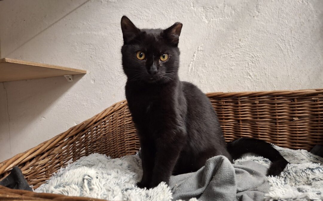 6754 Mazak do adopcji