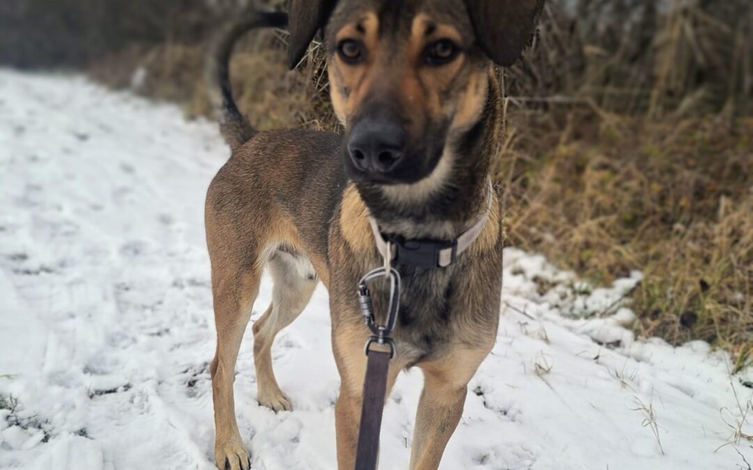 Gucio 9666 w trakcie adopcji