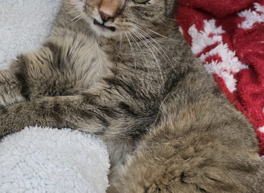 6564 Rysia do pilnej adopcji