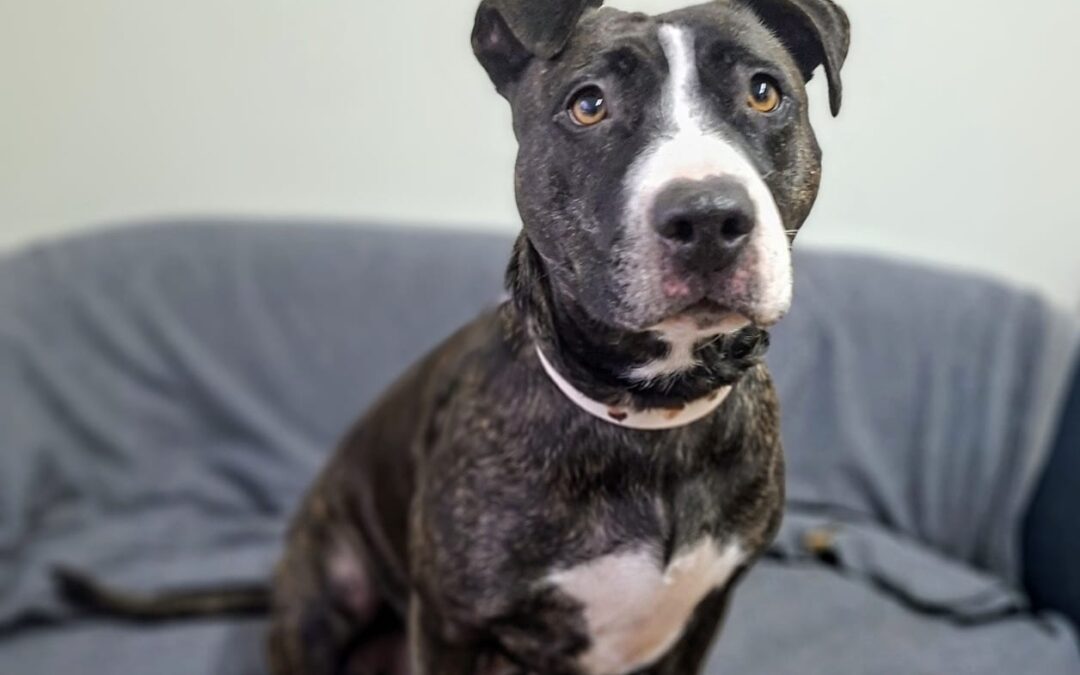 Bella 9685 w trakcie adopcji