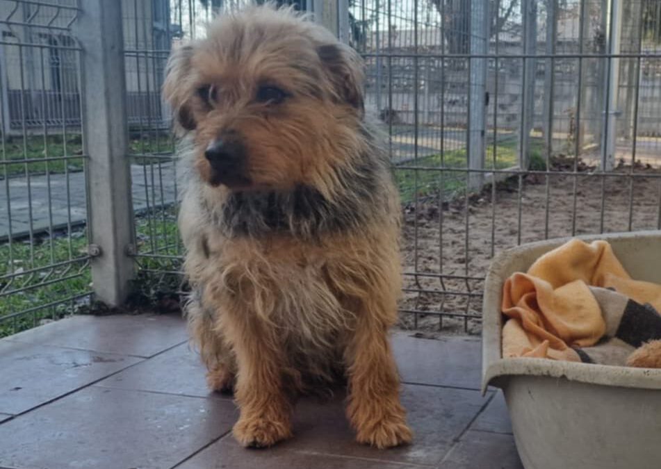 Rubin 9680 do adopcji