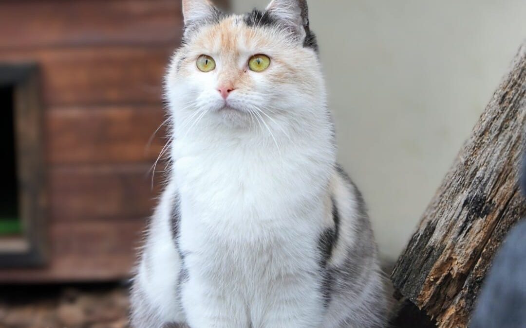 6961 Nitka do adopcji