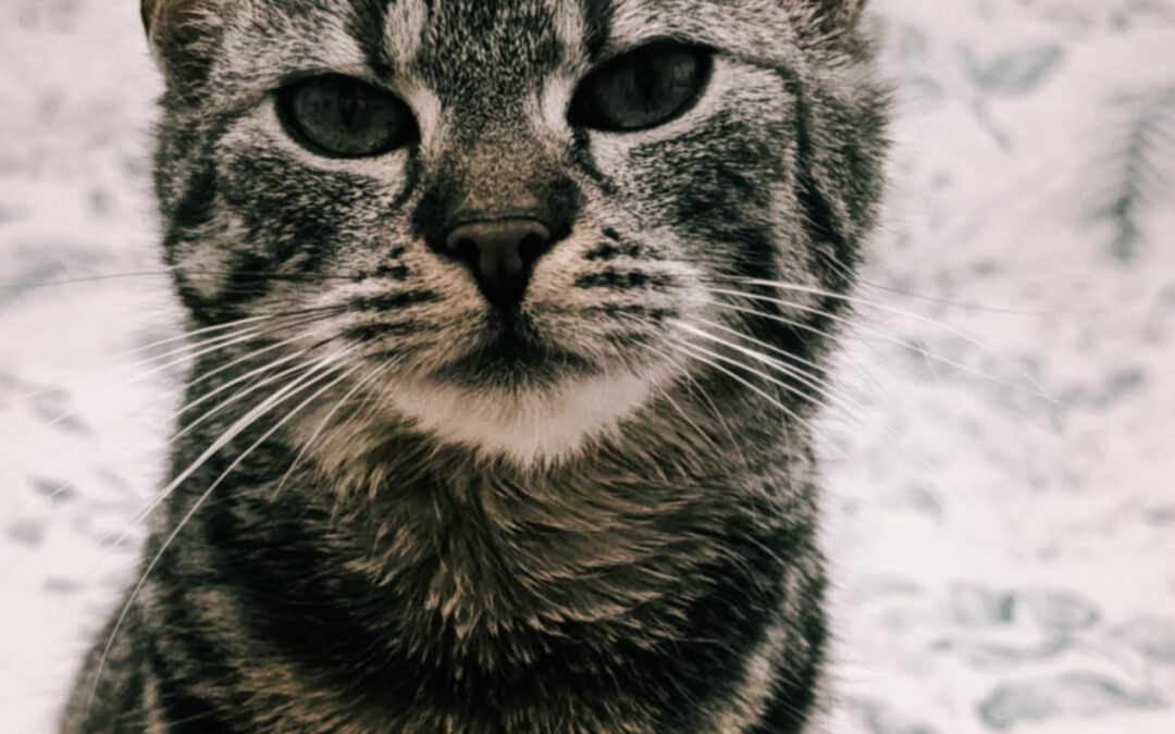 6950 Chmurka w trakcie adopcji