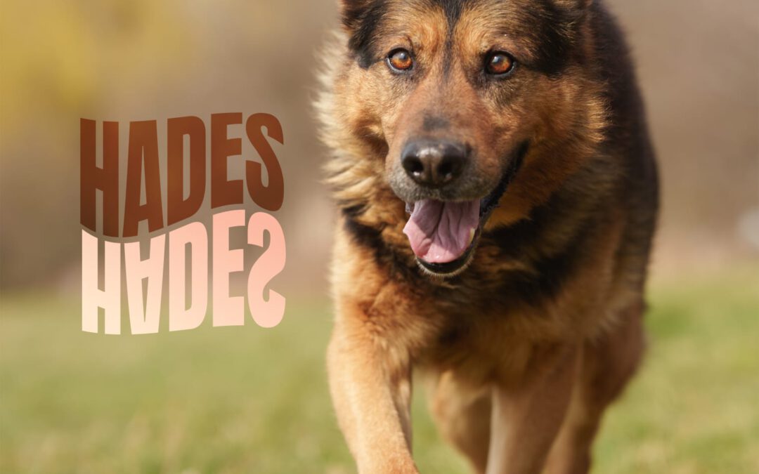 Hades 9696 do adopcji