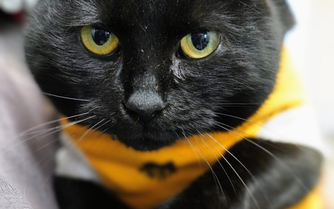 6894 Klara do adopcji