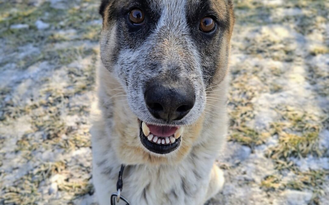 Venom 9697 do adopcji