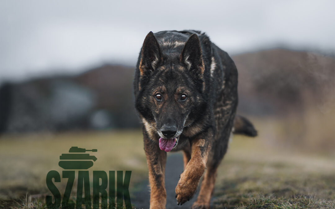 Szarik 9724 do adopcji