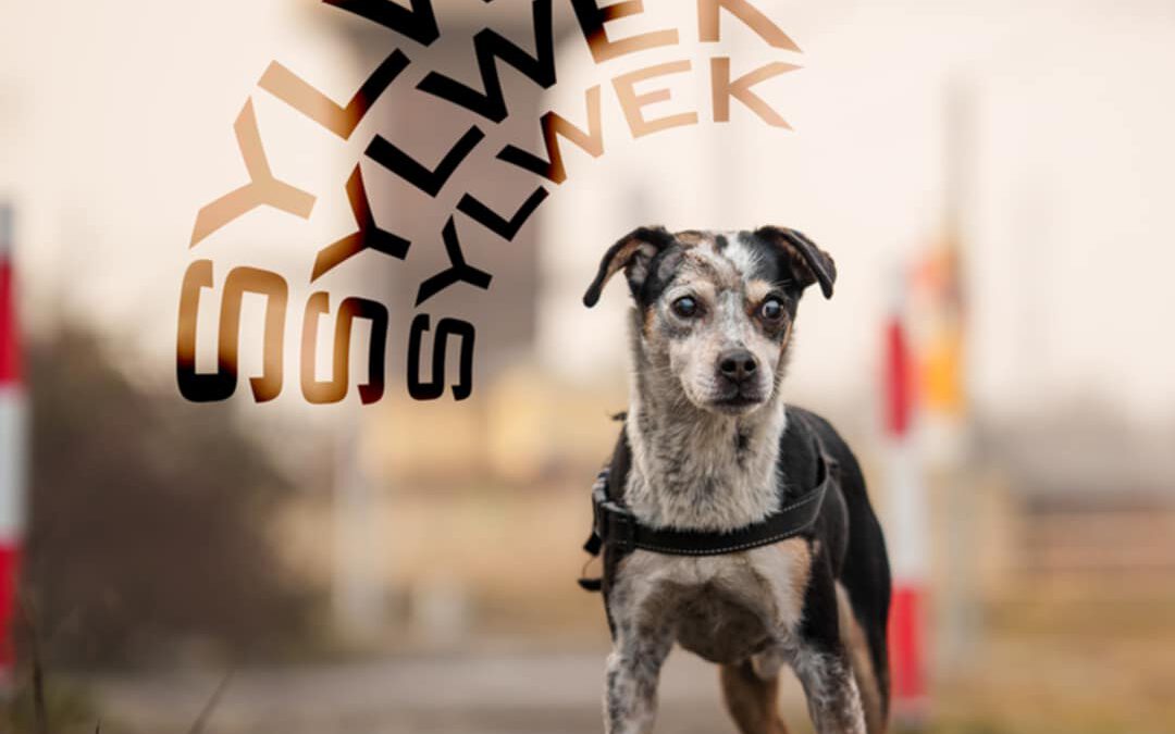 Sylwek 9674 do adopcji