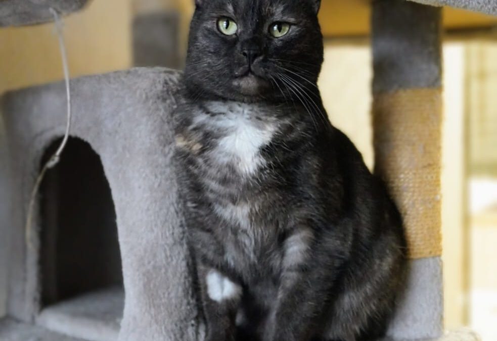 6969 Fiona do adopcji