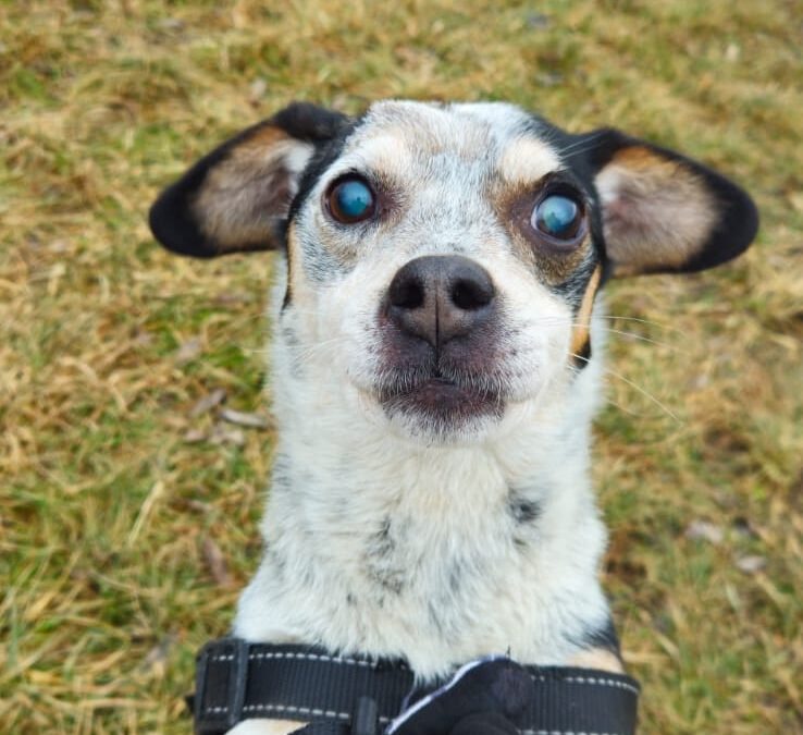 Sylwek 9674 do adopcji