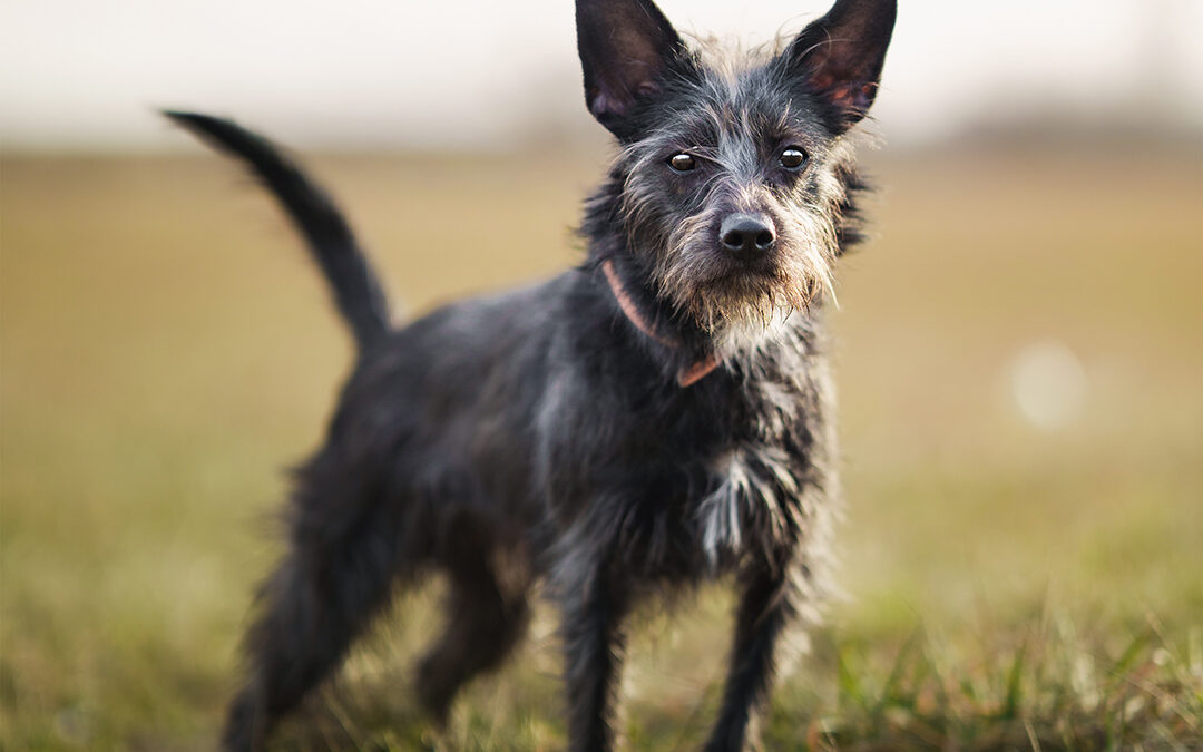 Kefir 9658 do adopcji