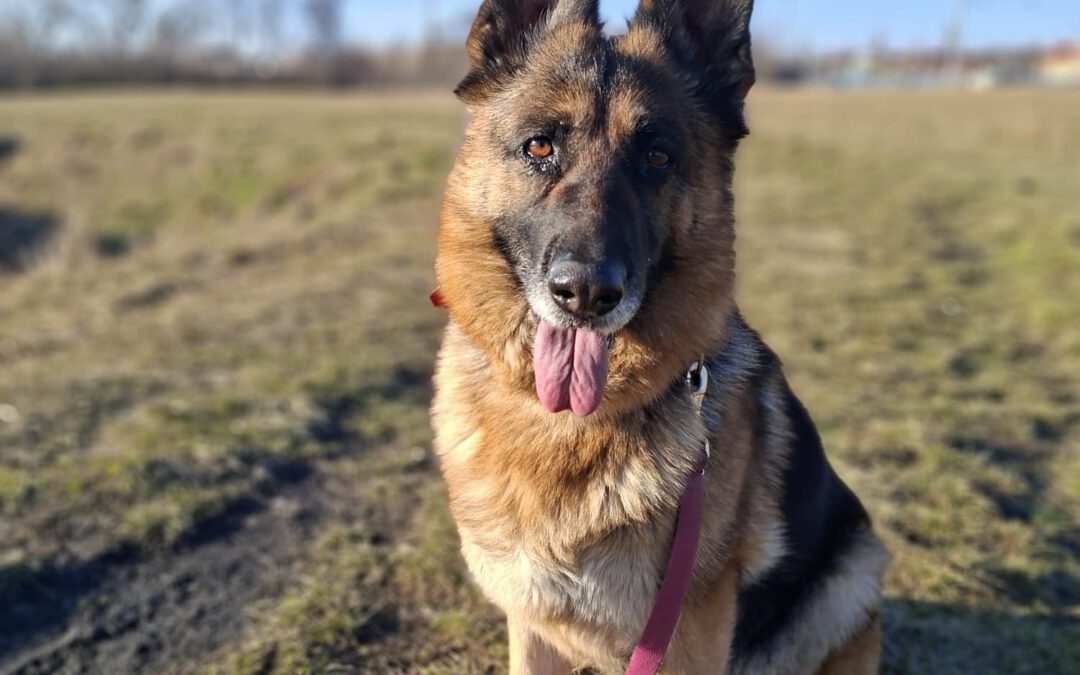 Lena 9741 do adopcji