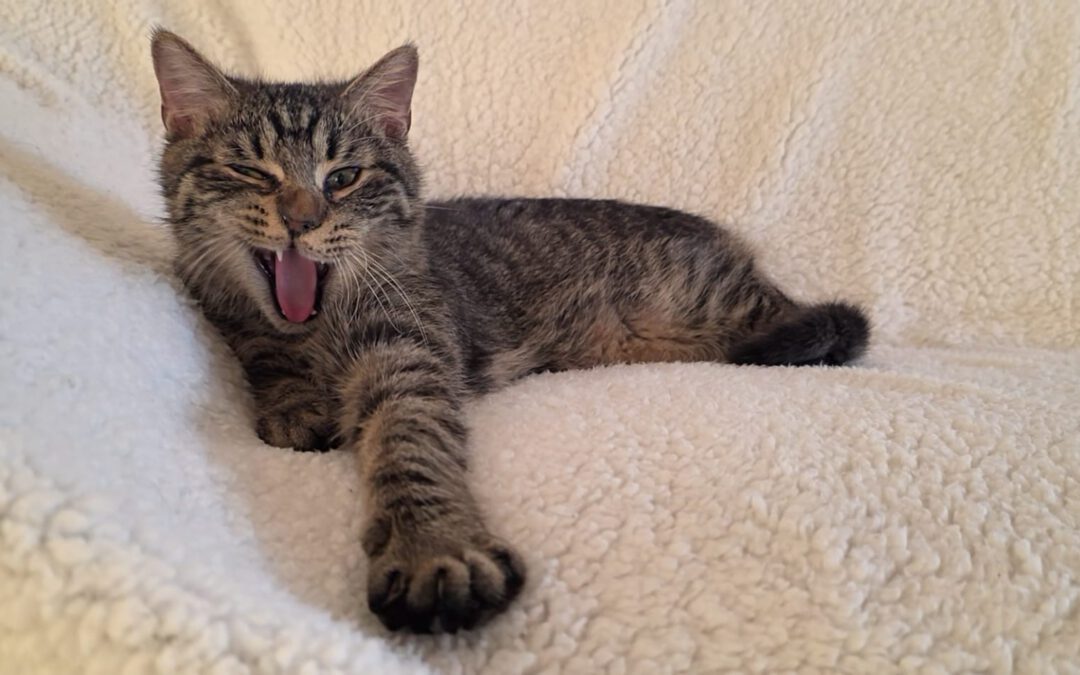 6836 Jaś do adopcji