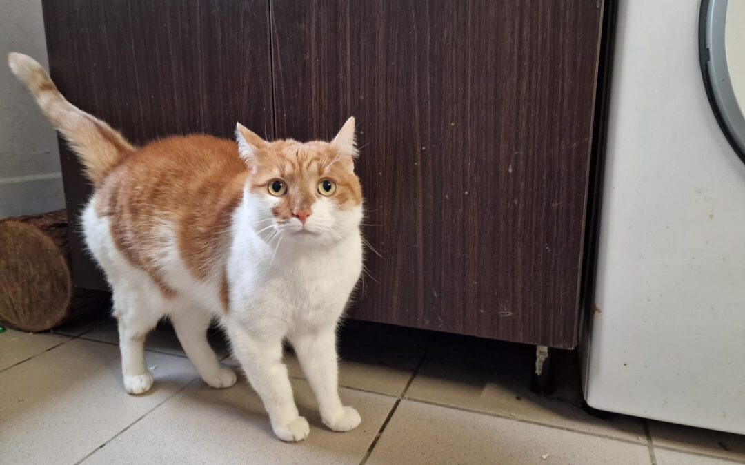 6982 Bursztyn do adopcji