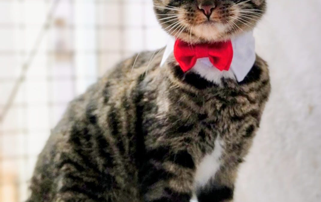 6980 Czesław do adopcji