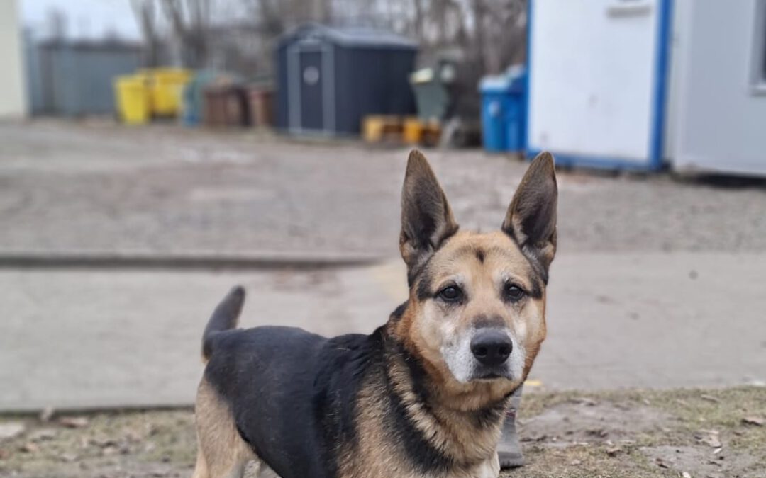 Misio 9714 do adopcji