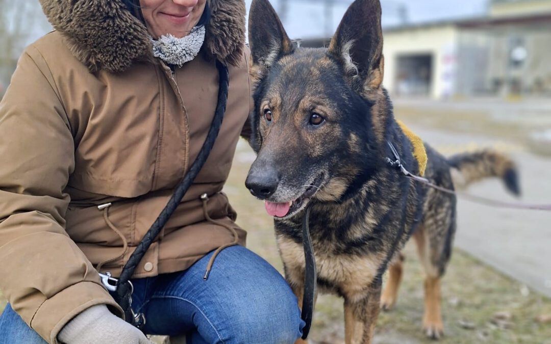 Szarik 9724 do adopcji